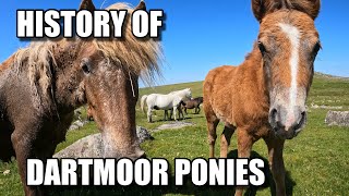 A brief history of Dartmoor’s ponies [upl. by Niletak]