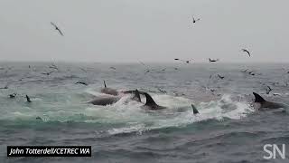 See a pod of orcas attack an adult blue whale  Science News [upl. by Nosnek200]