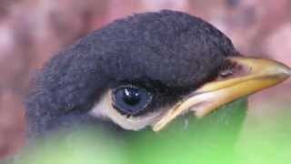 Canon PowerShot SX50 HS Video Sample 50x Zoom Indian Myna HD [upl. by Rebeca12]