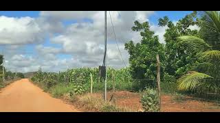 conhecendo as plantações do projeto Califórnia em Canindé de São Francisco Sergipe 29122023 [upl. by Nnylidnarb]