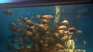 Aquaria KLCC Piranhas Monster Fish feeding Kuala Lumpur Malaysia [upl. by Tamarah]