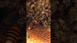 Giant Hornet Invades Honeybee Hive Targeting Larvae and Pupae [upl. by Anabahs25]