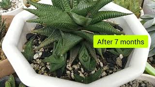 Secret Soil Mix for Haworthia [upl. by Arakat901]