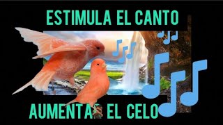 ESTIMULA EL CELO EN TUS CANARIOS CON EL AUDIO DE CANTO DEL CANARIO [upl. by Gibert]