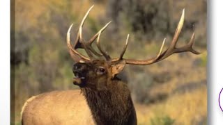 Cooking ELK with CajunCreole Seasoning [upl. by Eibocaj]