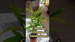 Conoces la DRACENA SANDERIANA [upl. by Salter229]