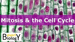 Mitosis amp the Cell Cycle updated [upl. by Sims711]