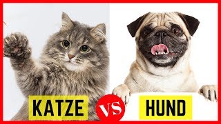 Hund oder Katze  was ist besser  Hundetyp vs Katzentyp [upl. by Leirza]