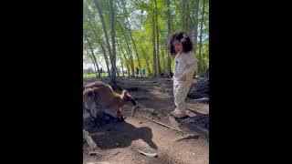 Cangaroo Kelowna BC shorts shortvideo cangaroo animals [upl. by Gorrian]