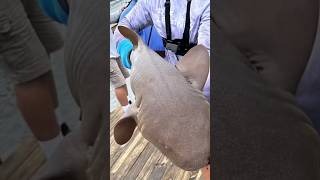 Nurse Shark at Bokeelia Fishing Pier shark fishshark florida fish fishing shorts short [upl. by Mehs]