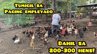 HUMINTO KANA SA TRABAHO AT MAG ALAGA NG 200300 HENS [upl. by Gonsalve593]