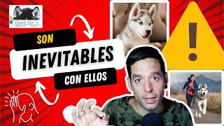 ❌ 3 ERRORES con tu HUSKY SIBERIANO QUE HAS COMETIDO  ⚠️ [upl. by Clara]