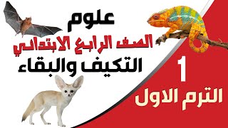 مفهوم الطاقة والتصادم كامل علوم الصف الرابع الابتدائي الترم الاول 2025 مستر محمد ابراهيم [upl. by Waddle]