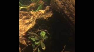 Freshwater Isopods in Blackwater Aquarium [upl. by Mcnamara]