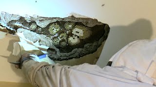 HUGE Yellow Jacket Nest in Ceiling  STINGS  MASSIVE SWARM [upl. by Bennir86]