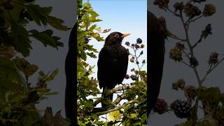 Pretty Blackbird feasts on a blackberry  Real birds not AI shorts [upl. by Woodberry]