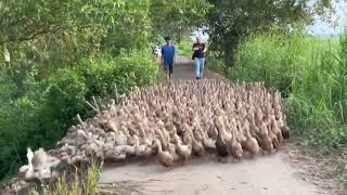 Discover the Worlds Most Unique Red Feathered Ducks  Expert Duck Farming Techniques quot Farm Life TV [upl. by Homer]