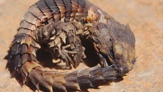 Science Today Armored Lizards  California Academy of Sciences [upl. by Enenstein]