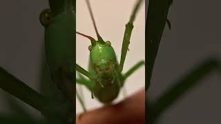 Female Common True Katydid With Its Round Wing Tips [upl. by Yarrum]