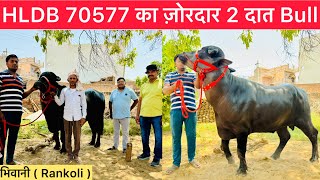 HLDB 70577 का ज़ोरदार 2 दात Bull  Arjun Parmar  भिवानी Rankoli  90680 73802 [upl. by Anirbas]