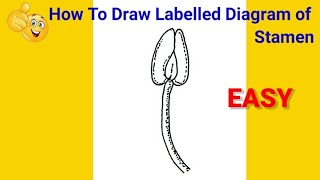 how to draw stamen  how to draw stamen easy  how to draw stamen step by step [upl. by Xed681]