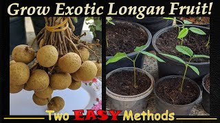 Grow Exotic Longan Seeds  2 EASY Methods [upl. by Martel]