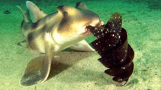 Horn Shark Facts the BULLHEAD Shark 🦈 Animal Fact Files [upl. by Garzon]