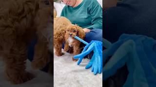 😅❤️ cavapooworld cavapoolove cavapoo dogbreed youtubeshorts cutedog puppy [upl. by Faruq]