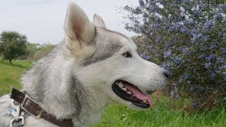 How To Leash Train An EXCITED Siberian Husky Leash Training TIPS [upl. by Edson]