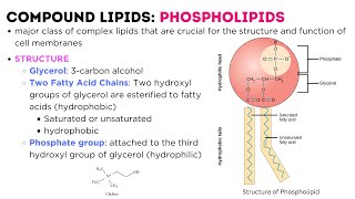 LIPIDS  classification types structure function  Triglycerides  Phospholipids  Glycolipids [upl. by Newcomb557]