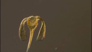 Ceratium platycorne a dinoflagellate of the marine plankton shows off its flagellum [upl. by Fisken]