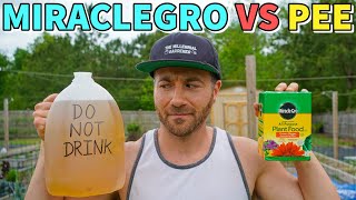 MiracleGro VS Pee Which Fertilizer Is Better Surprising Results [upl. by Irrahs621]