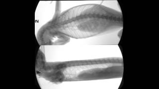 XROMM Monitor Lizard Breathing Biplanar XRay Movie [upl. by Damara47]