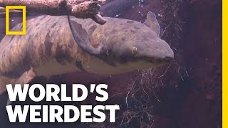 Underground Survivalist Fish  Worlds Weirdest [upl. by Myrta]