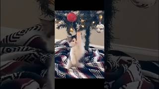 navidad con gatos christmas with cats [upl. by Hgielrebma712]