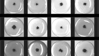 Experimental study of decanol droplets behavior in the presence of decanoate and salt [upl. by Dranyar]