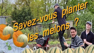 Comment PLANTER des MELONS   la vraie méthode [upl. by Nnairam622]