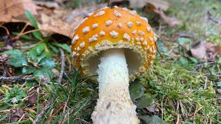 Fly Agaric Mushroom [upl. by Lachlan]