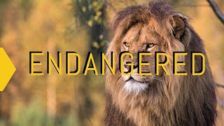 Endangered  A Documentary On Endangered Animals [upl. by Quill]