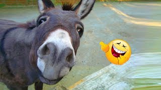 Funniest 😂 Donkey 🐴 Video Compilation Ever ｜2019 [upl. by Yelime]