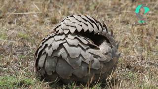 A pangolin will immediately curl into a tight ball and look it find foods [upl. by Olnee]