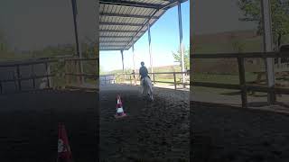 Ne parlons pas des étrillers👽 Fait par Elina 🥲 chevaux equestrian equitation cheval galloway [upl. by Nogam]