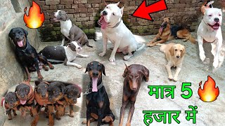 मात्र 5 हजार में 🔥 All Dogs Breed in one Kennel  American Bully Rottweiler European Doberman [upl. by Chapin563]