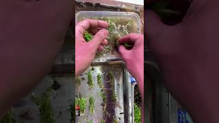 How to Prepare and plant Emersed Monte Carlocarpet to submerge aquascape aquarium carpet [upl. by Bonaparte955]