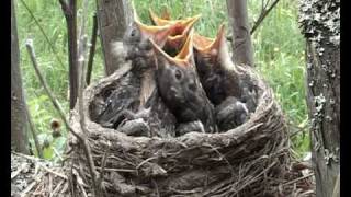 Fieldfare Turdus pilaris nest  part 1 [upl. by Drucilla981]