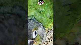 Green Chik Conure Breeding progress  Yellow sided conure breeding progress  pineapple conure breed [upl. by Frasch]