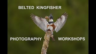 Belted Kingfisher photography workshops at paulrossibirdscom [upl. by Denni]