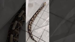 Gaboon Viper rib walkin [upl. by Ormiston]