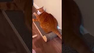 Serious Cats Failing Hilariously 😼😂 Caught in the Funniest Moments shorts funnycats [upl. by Merat182]