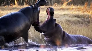 Angry Hippos Fight for Mate  Natures Great Events  BBC Earth [upl. by Mccourt]